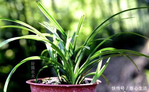 害虫|用什么可以去掉腐叶土里的虫？兰友：1块钱就解决