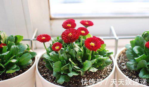 用过的油桶、鸡蛋壳别扔,用来养花,养1盆爆1盆,省钱又环保!