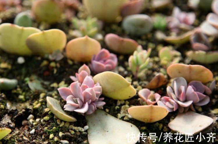 冬天能不能叶插多肉？只要达到2个“条件”，比春季扦插长得好