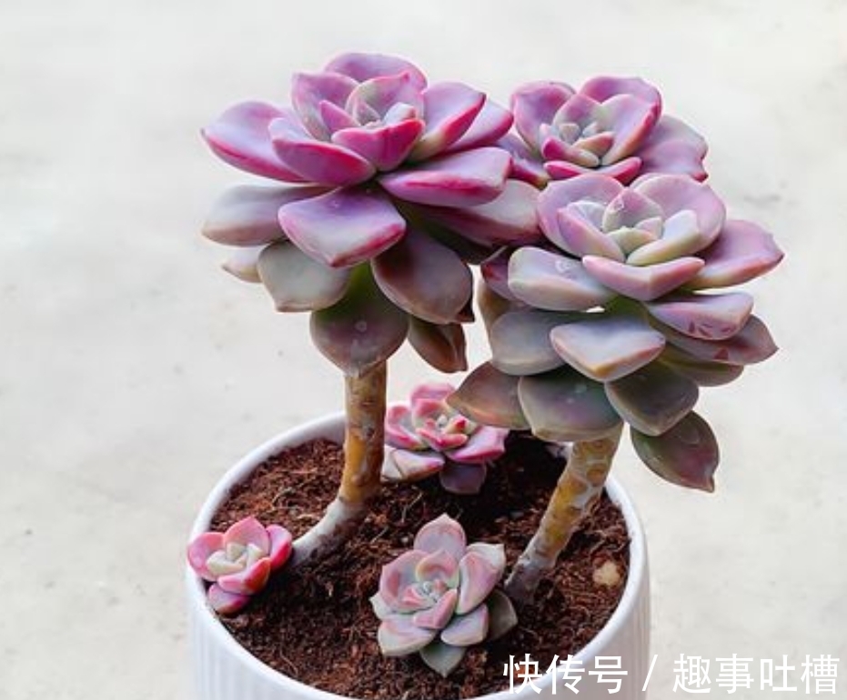 适合12月入手的8种多肉,冬天越晒越漂亮,养再多也不嫌弃