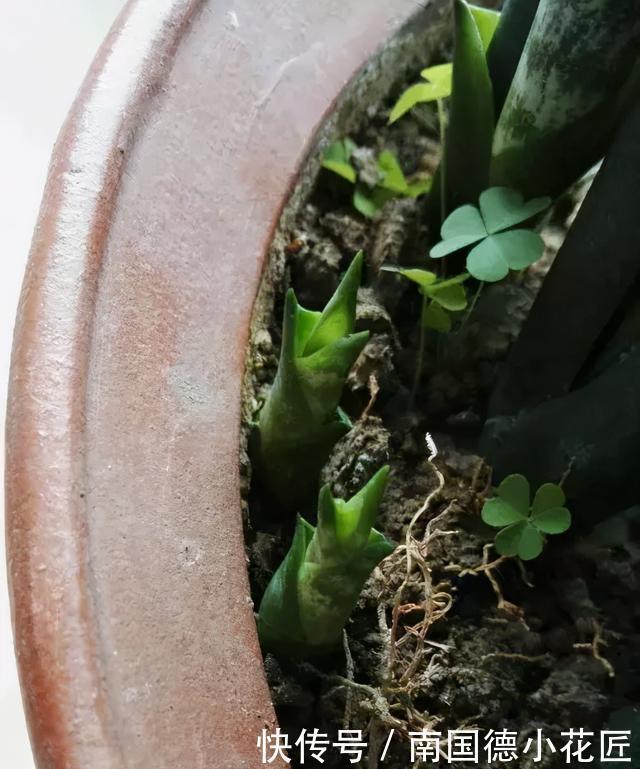 家家都有的“营养肥”,养虎尾兰管用,盆里浇一点新芽猛蹿