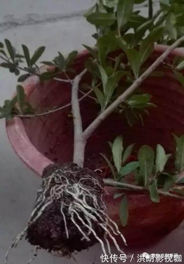 成活率|1个塑料袋1条绳，盆栽1盆变2盆，成活率百分百！