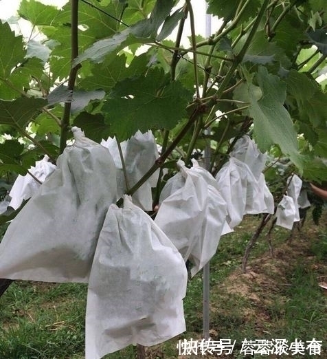 虫子|曾立下功劳的水果套袋,如今让果农苦不堪言,套袋技术会被取消吗
