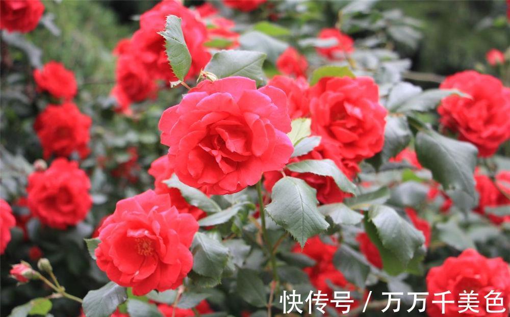 地方|月季养不好,问题多出在这几个地方,不信就趁早试试