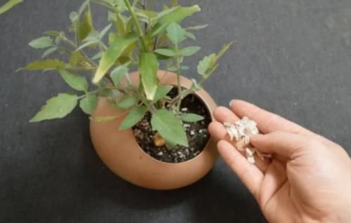 大蒜|在花盆里撒一点，不管养什么花根壮叶绿爆满盆，再难养的花也能活