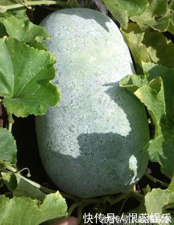 湿气|湿气重吃什么食物最好这3种不妨试一试帮你排出湿气