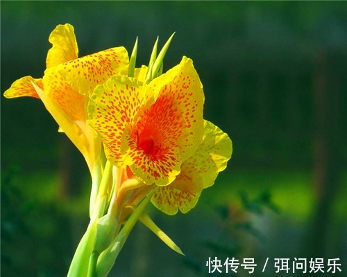 喜欢养花,不如养盆大花美人蕉,花色艳丽形状奇特,养护简单