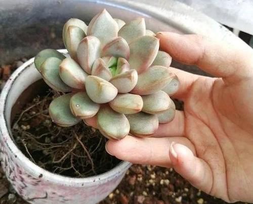 家庭养多肉，做到这些才能够出状态、不伤根，盆盆长得漂亮