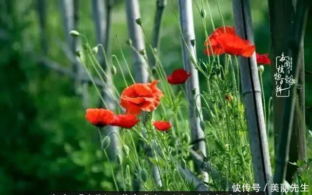 多肉——入了我的时光画卷!