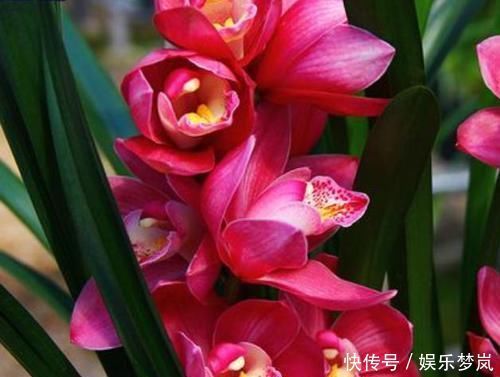 美过荷花,香过桂花,一年四季花开不断,连玫瑰都自愧不如