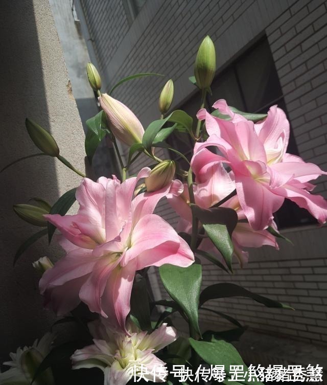 最好养的花之一，丢土里就能活，开花早，花香飘满室，适合新手养！