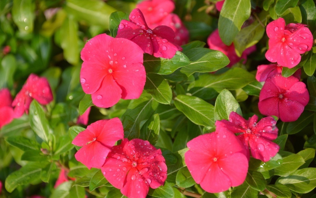 花色|此花所寓意的是最快乐的回忆，花色鲜艳但却显得优雅