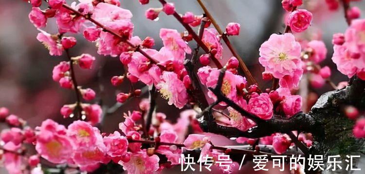 农历十月初二霜降后,养什么花?以下3种花,多福多寿健康幸福