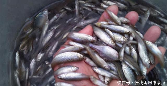 弄明白顶漂的原因，提竿抓口，中鱼率不比顿口差