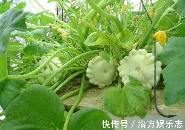 昼夜温差|飞碟瓜营养丰富、减肥瘦身，掌握种植技巧，收获吃不完的飞碟瓜