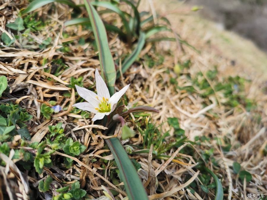 老年|【爱卡踏青季】迎春·大洪山踏雪赏花