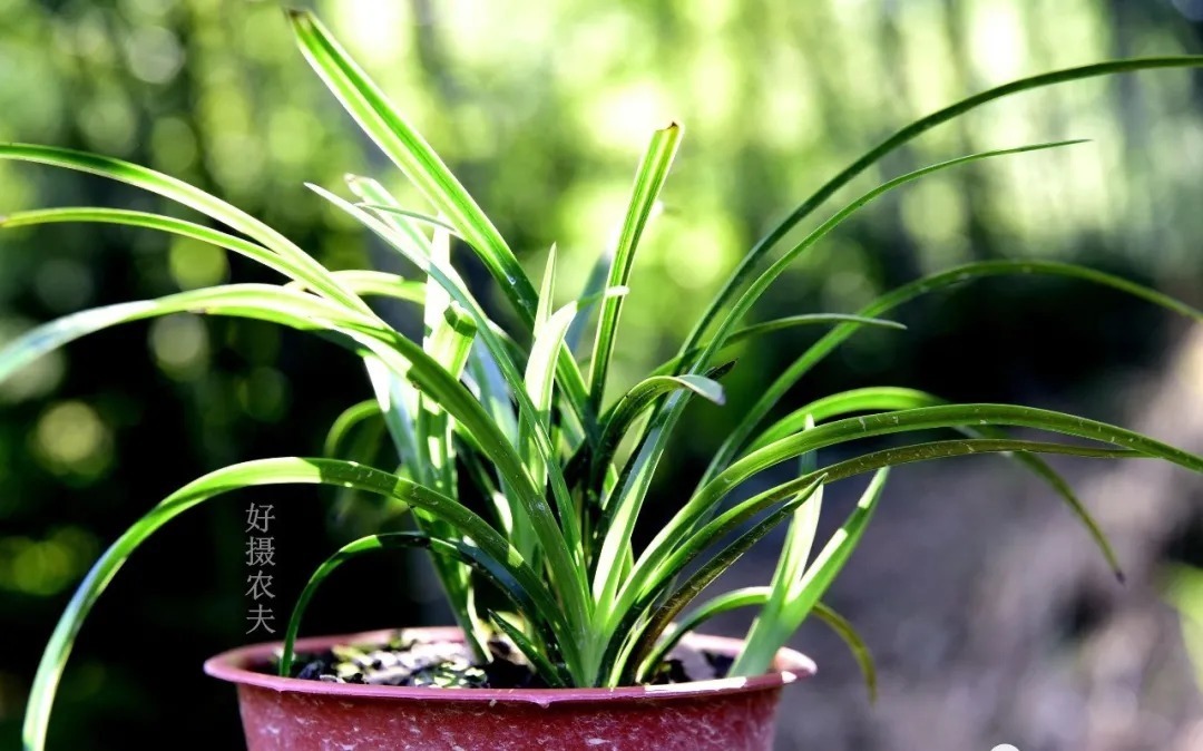 炭疽病|养兰花，比软腐病威胁更大的，是容易治好的炭疽病