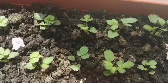 草莓这么贵就别买了,自己种一盆,1招让草莓又大又甜!