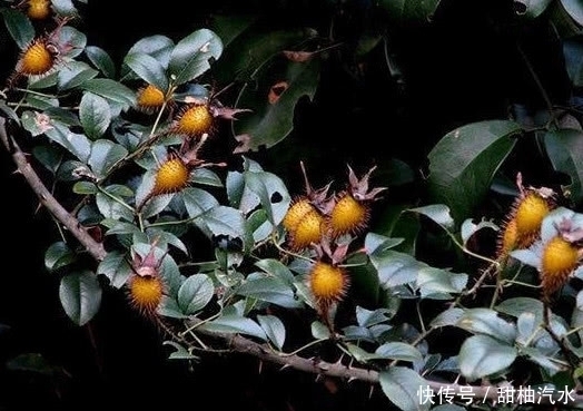 農村山上的這種野果子可以拿來泡酒，老農稱是“天下第一養生酒”