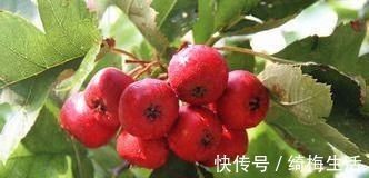 水溶性膳纤维|女性不想长皱纹，几种食物要多吃，美容护肤，明目润肺，好处多多