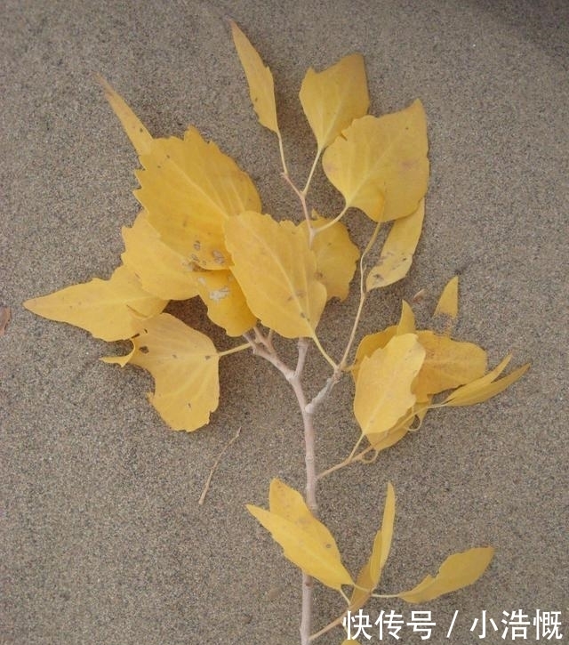 可恨|我的懦弱比他的不知所措更可恨