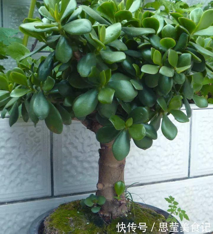 发财树|七种带“钱”的花,好看又好养,寓意吉祥,财源滚滚,建议养一盆