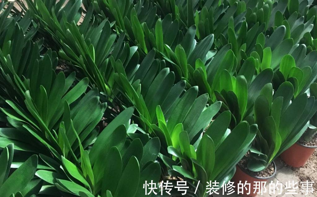 不怕冷的10种花，冬天没暖气，也能安全过冬
