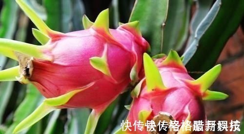 水果|医生建议:如果胃不好,远离这三类水果,多吃这两样食物