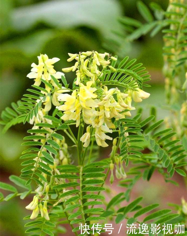 黄芪补气|补气最好的一味药，可以补全身之气，气色好“颜值”自然高！