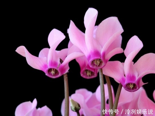 超美|2款适合新手种植的花,一养就爆盆,花大色艳,四季都开花,超美