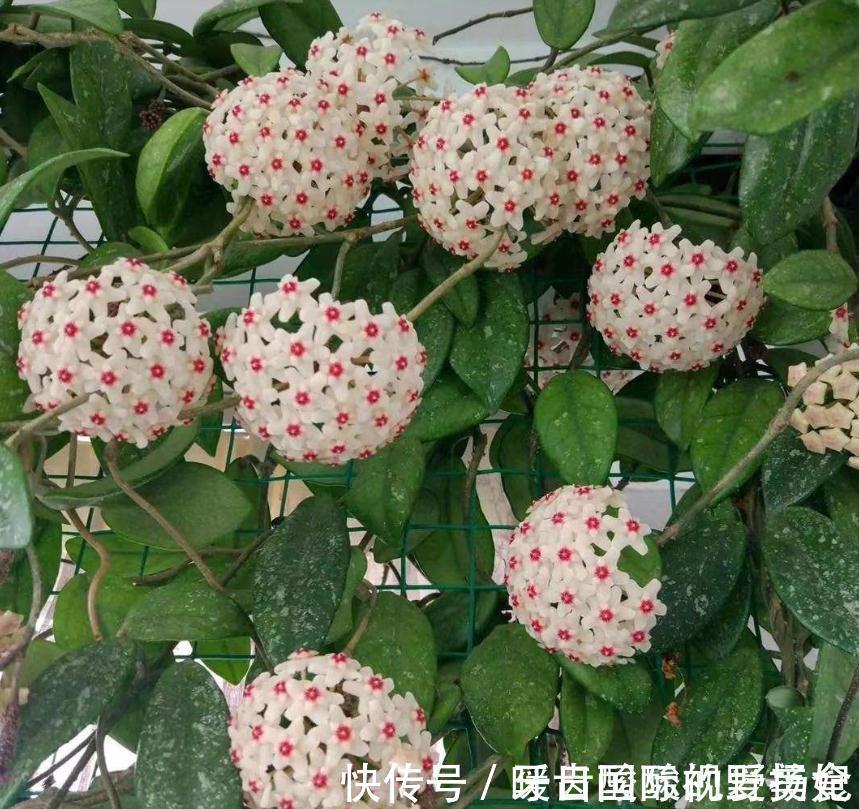 养护|6种“香水花”冬天不怕冷,越冷越香艳,雍容贵气,进屋染香气