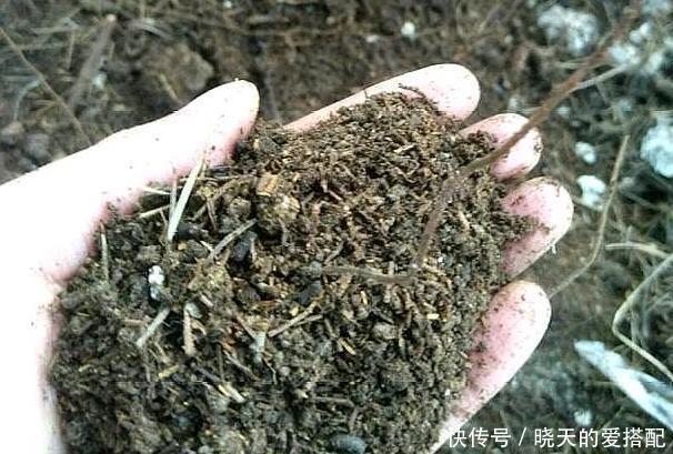 格外|自己动手制作腐叶土、松针土养花,一点不难,还格外省钱好用