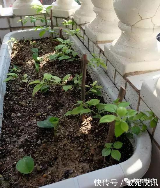 3种花太贵,别再买了,剪几个枝就能扦插几十盆!