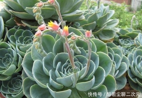 学会|顺口溜骂人不带脏字,你学会了吗?