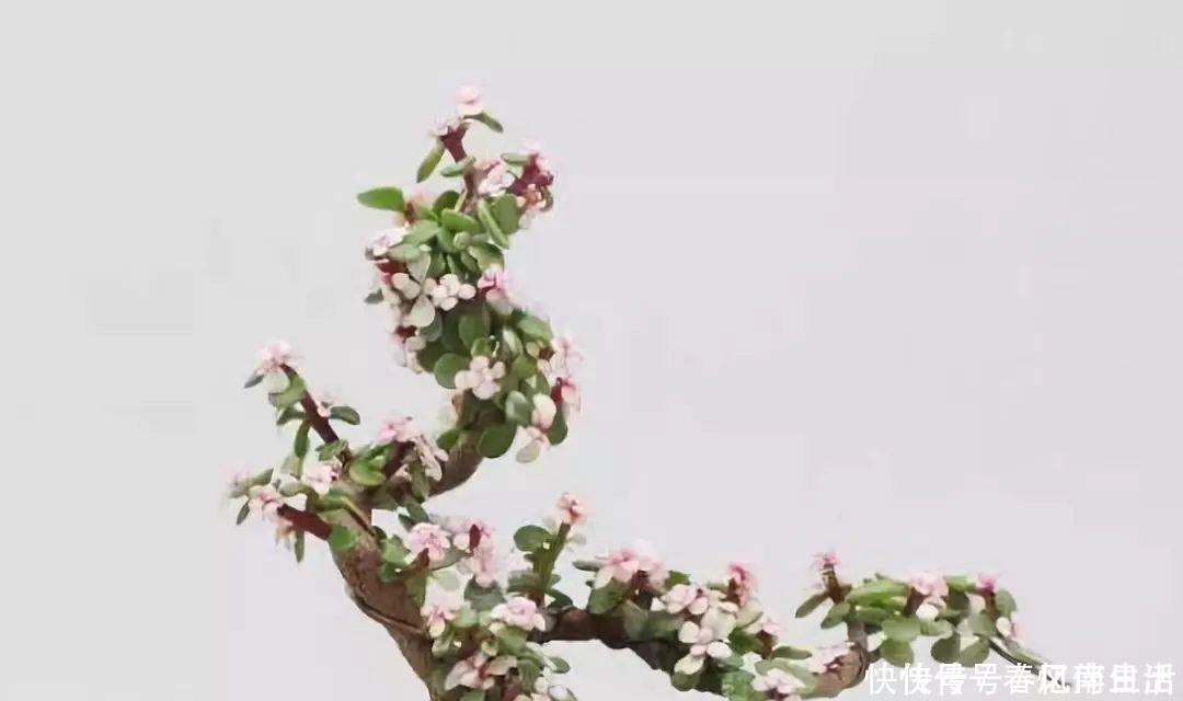 9种价格不菲的盆栽，不能拥有至少也过过眼瘾嘛