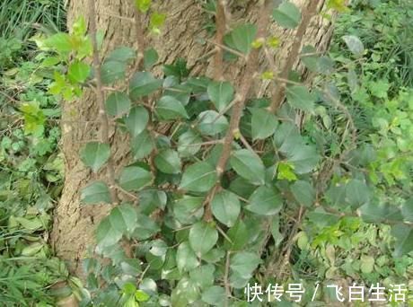 树干|农村树木浑身是刺，砍柴都不要，却不知去皮后价值大，千元一棵