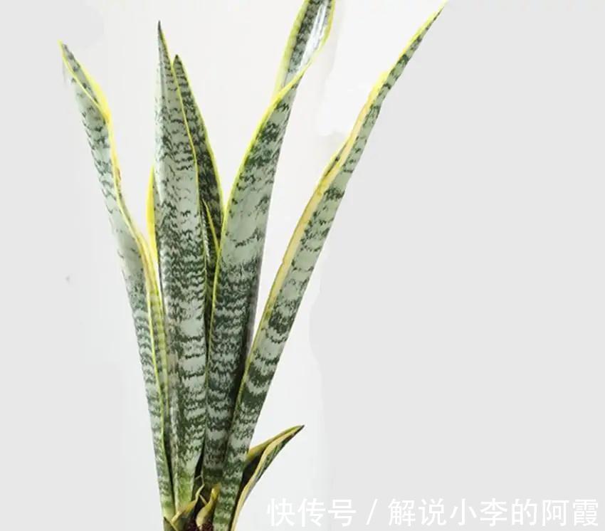 我来告诉你十大好养又有益于身体健康盆栽，室内养花的绝佳选择