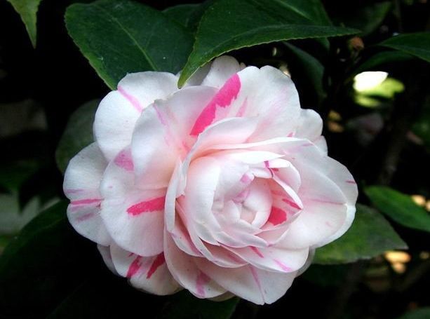 几种花好养易活,旺财又养人,开花多又漂亮,轻松爆成花海