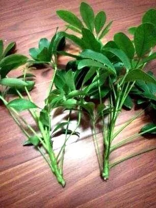 鸭掌木|这4种花,剪个枝插水里,10天就生根,特别好养活!