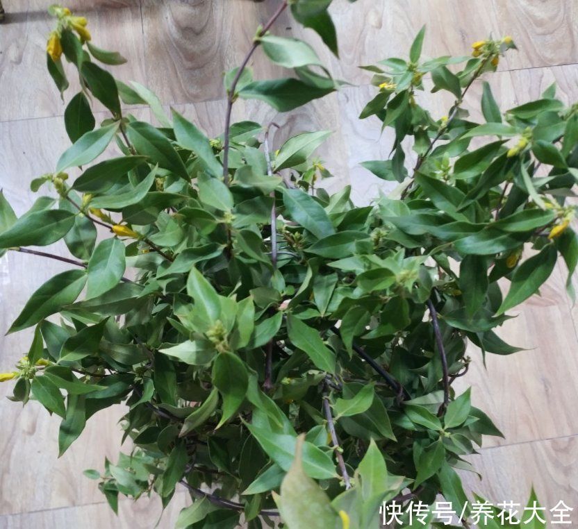 香水|这花比法国香水好闻,寒冬冻不死,秋冬接替茉莉“上岗”