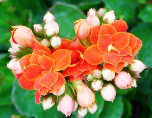 光照|9月4日-9月19日,庭院选这几款花,形态优雅精致,漂亮好养!