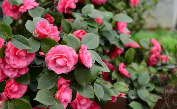 发酵|养花,淘米水浇花最好是把它发酵之后再使用