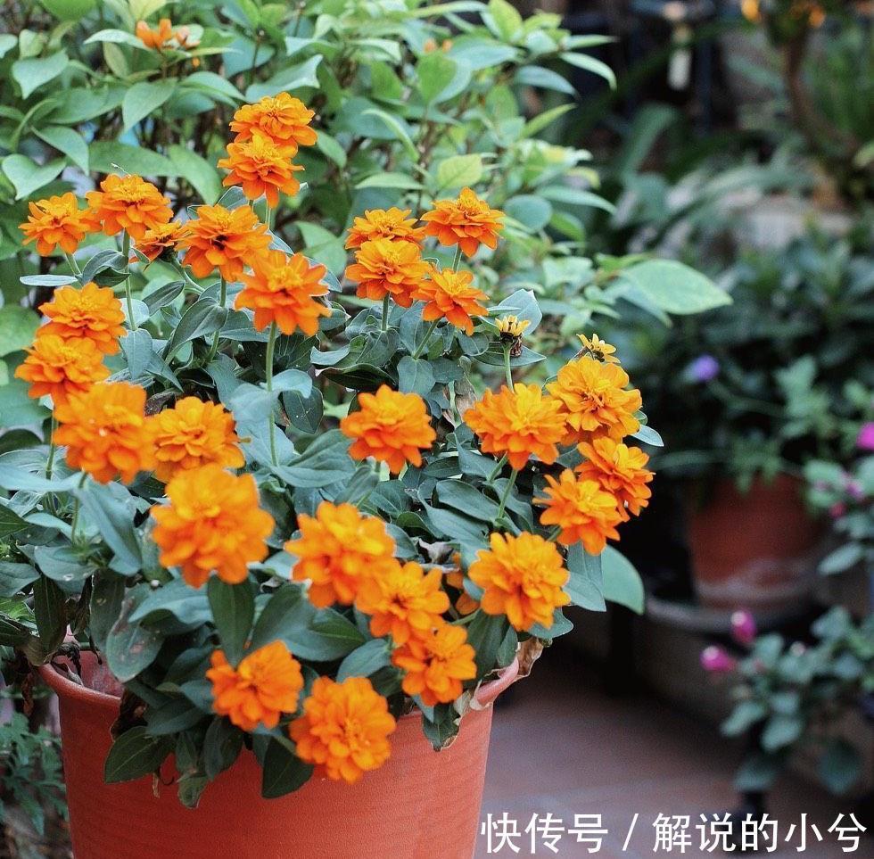 天冷就养“3种花”,耐寒好养,花儿朵朵开,又美又娇艳