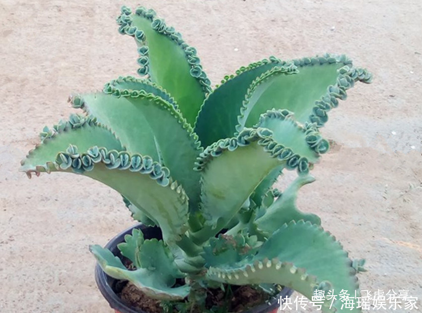 养殖|新手都养不死的八种花,随便掐根枝埋土里就活,咋养咋旺