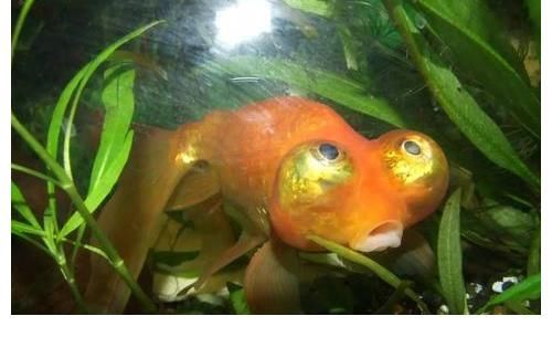 水泡|你会养蛋种金鱼吗？