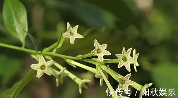 月季花|5种花卉“别乱养”,香气“有毒”,放在卧室并不好,别疏忽!
