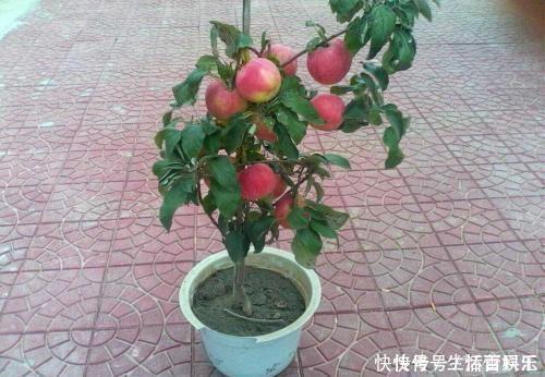 春天到,这“4种”果树种子不要扔,丢入盆里,呼呼长成小盆栽