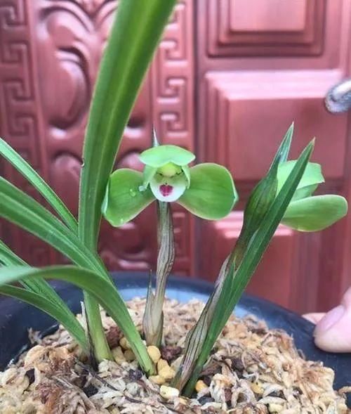 兰花养护｜给兰花花苞套袋有什么效用？是否真有效？