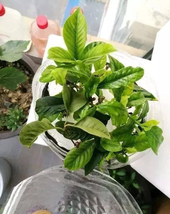 做芽苗菜|家里的塑料油桶别扔,有3个“妙用”,种菜效率高,扦插生根快