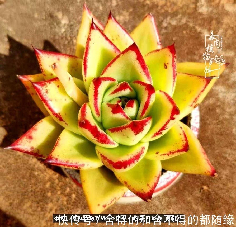 生活的本质就是爱,喜悦,和平!养多肉的快乐是金钱买不到的!